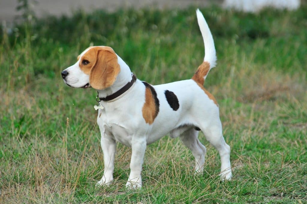 Beagle Dog Breed Fact & Information