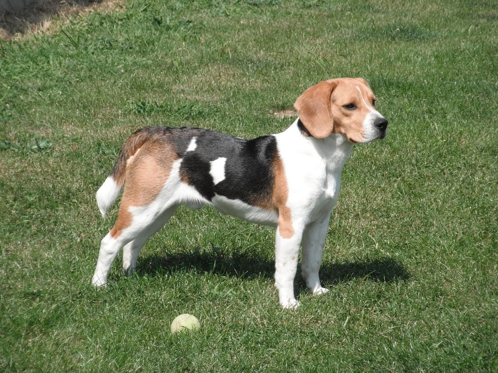 Fact & Information of Beagle Dog