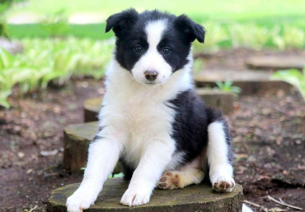 Border Collie Dog Breed Facts & Information