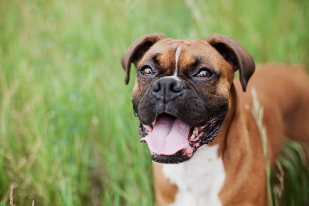 best boxer puppy food