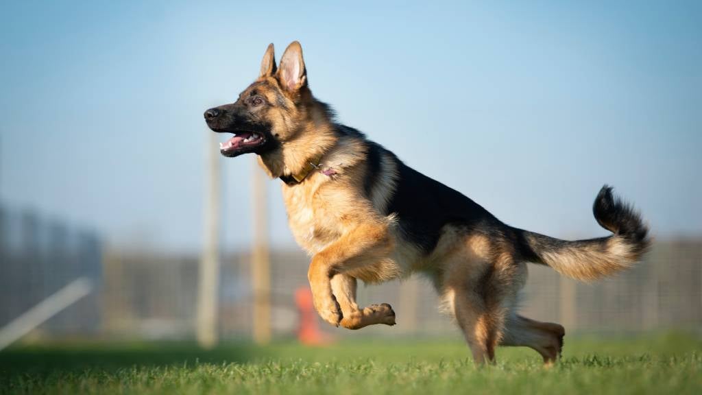 Adequate Exercise for a 10-Week-Old German Shepherd