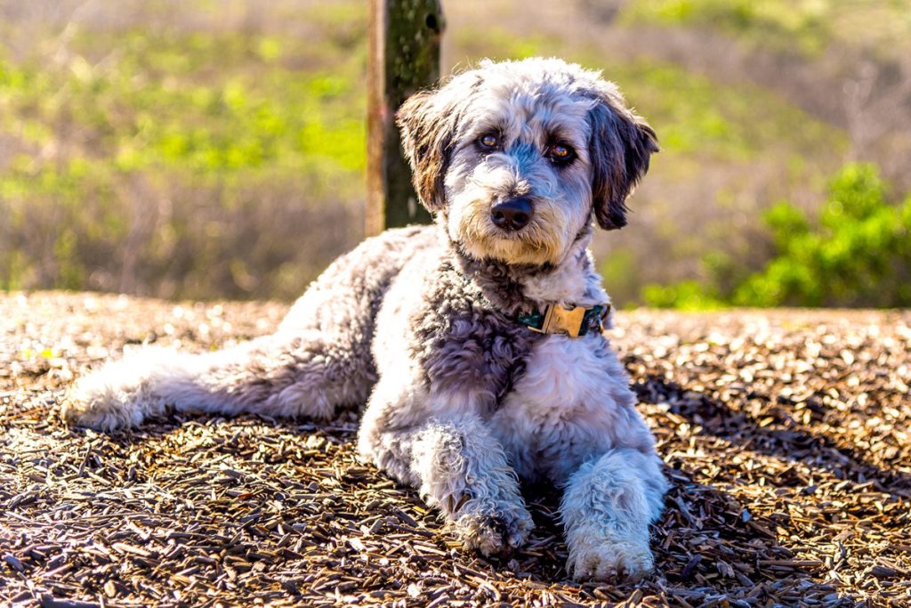 Best Dog Food for Poodle Puppies: Keeping Your Puppy Healthy 