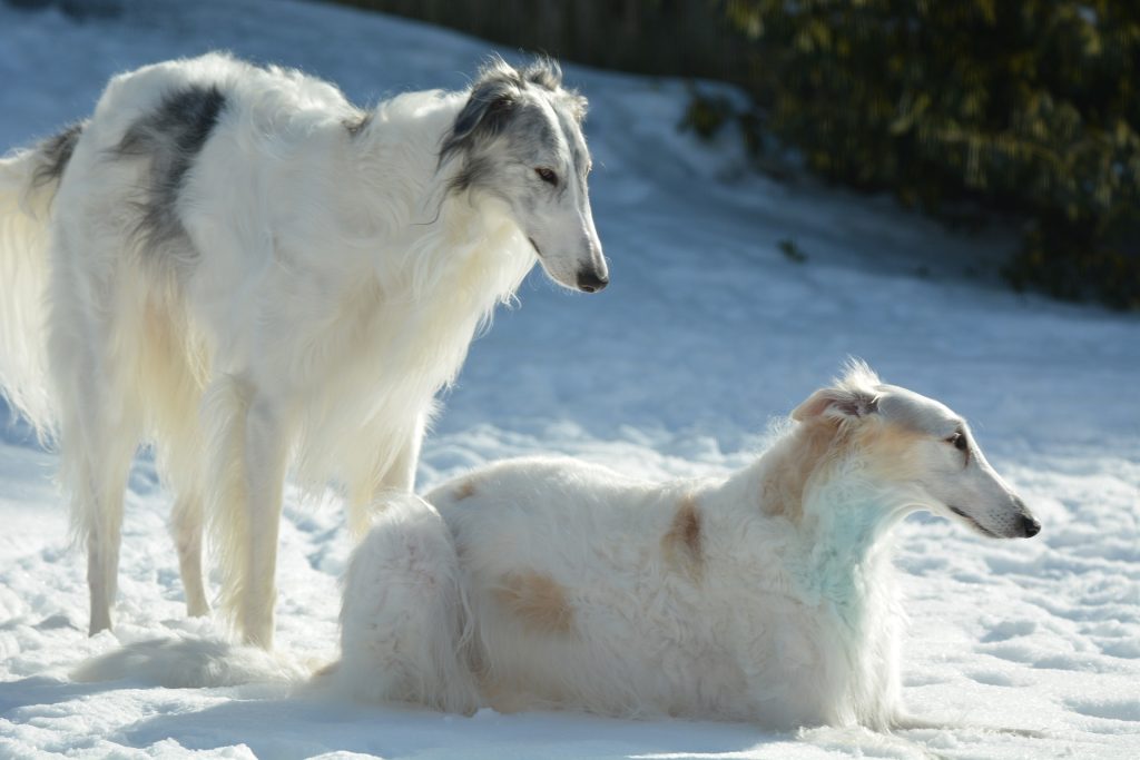 5 Best Dog Food Options for Borzoi Puppy Growth