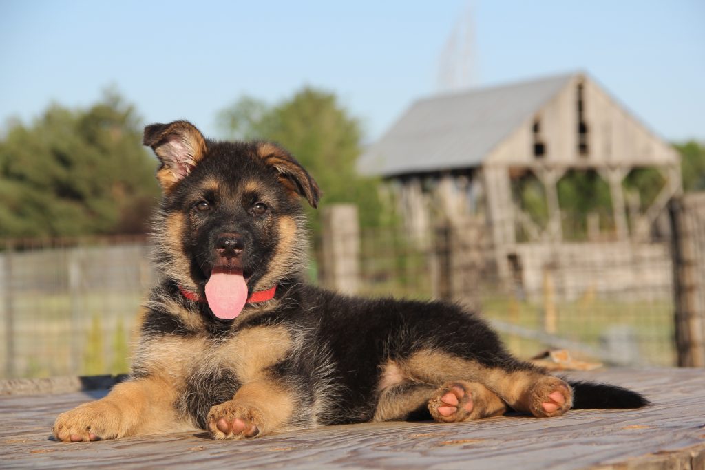 10-week-old German Shepherd weight by age