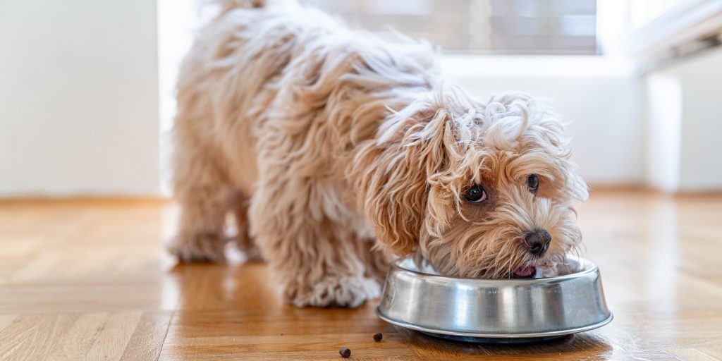 Nutritional Needs for Poodle Puppies