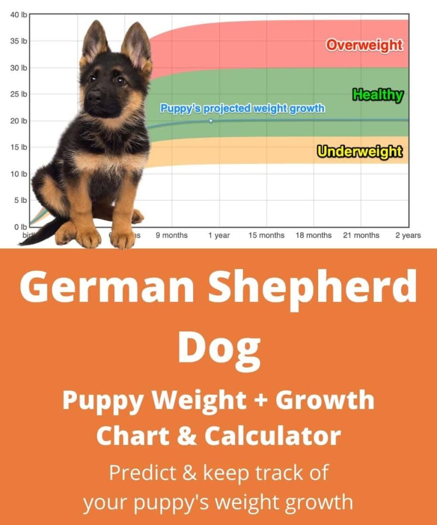 Average Weight of 10-Week-Old German Shepherds