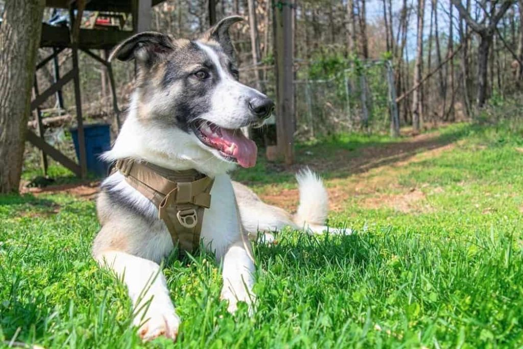 Exercising of Panda German Shepherd Breed