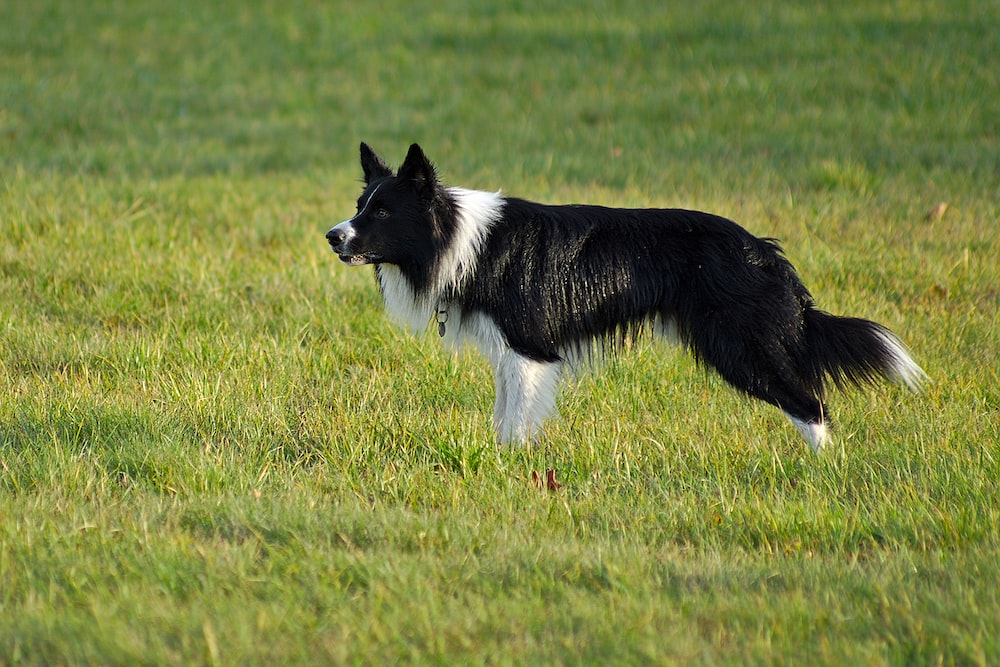 Breed Characteristics: Exploring the Unique Traits of Border Collie Dog