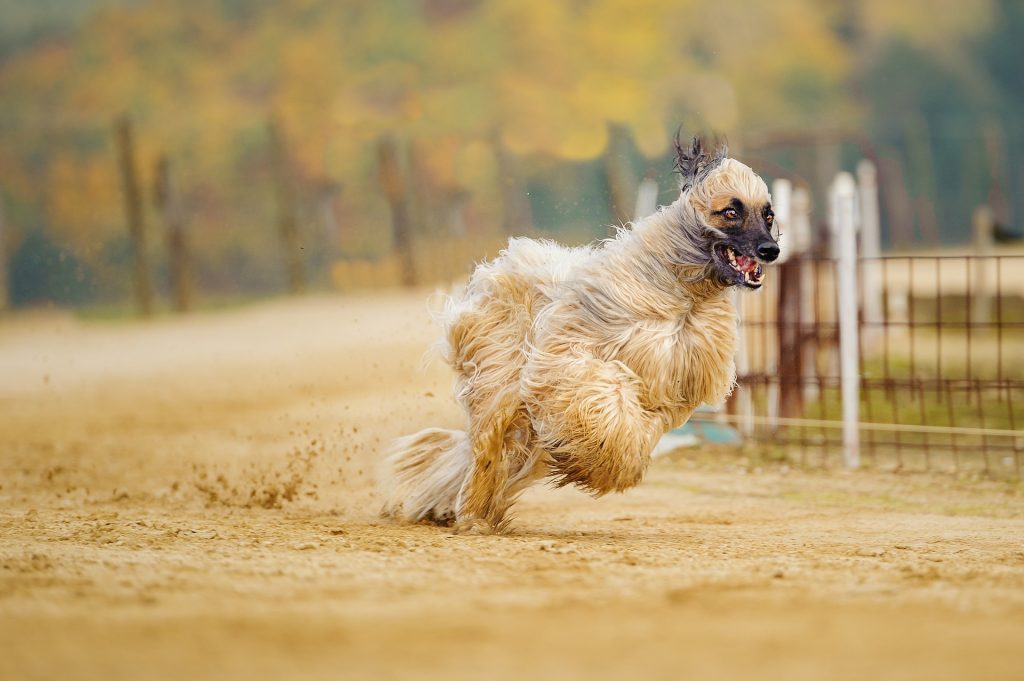 Afghan Hound: 40 mph (64 km/h)