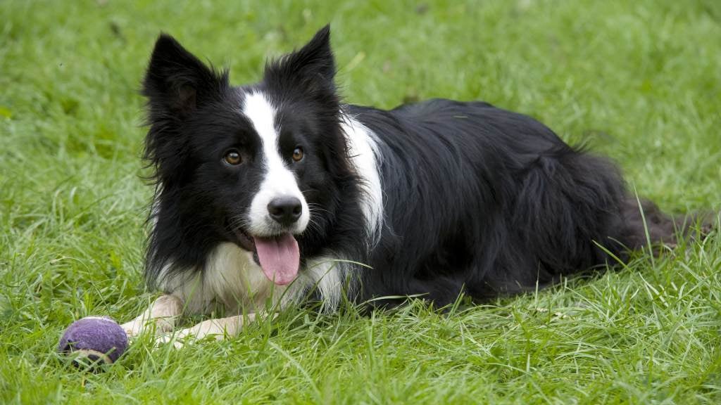 History: Tracing the Origins and Development of the Border Collie Dog Breed