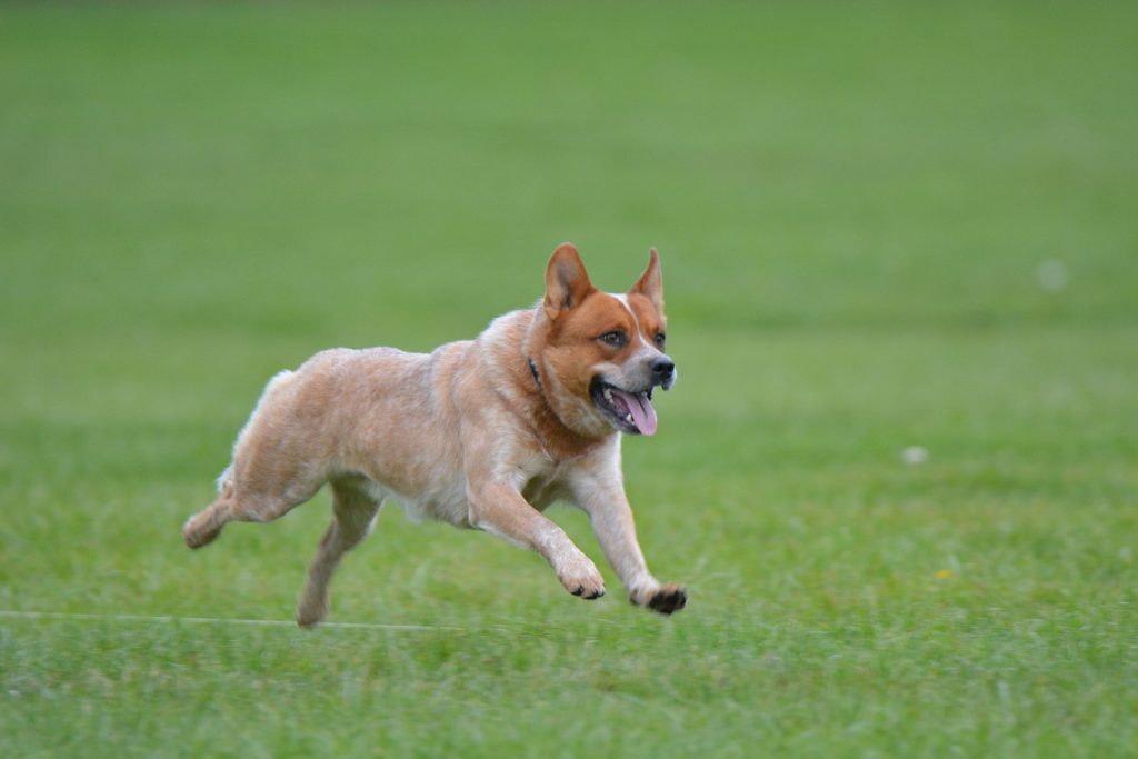 Australian Cattle Dog: 28 mph (45 km/h)