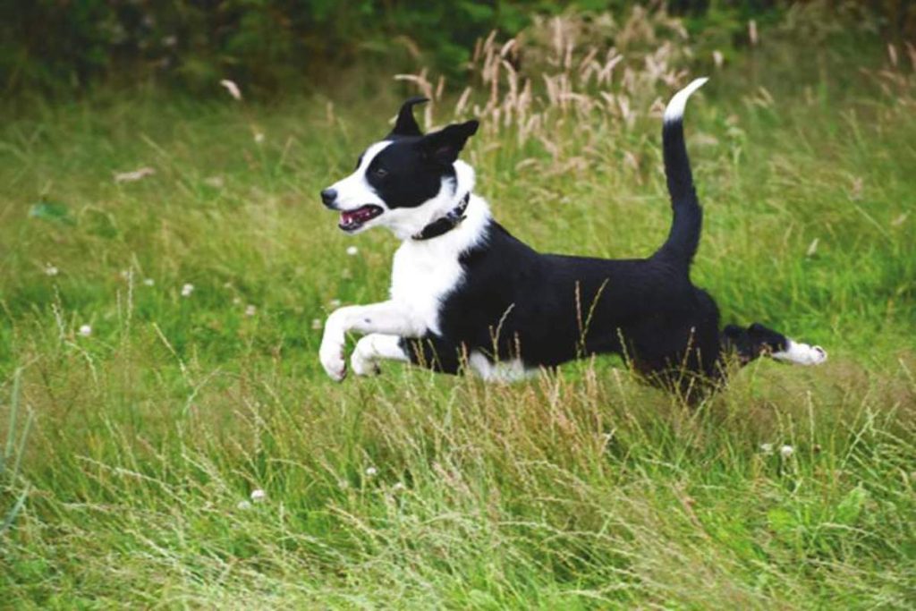 Training: Unlocking the Training Potential of Border Collies