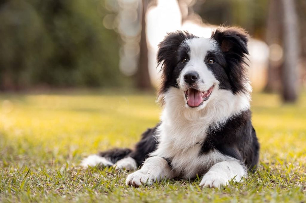 Ideal Environment: Creating the Perfect Living Conditions for Border Collies