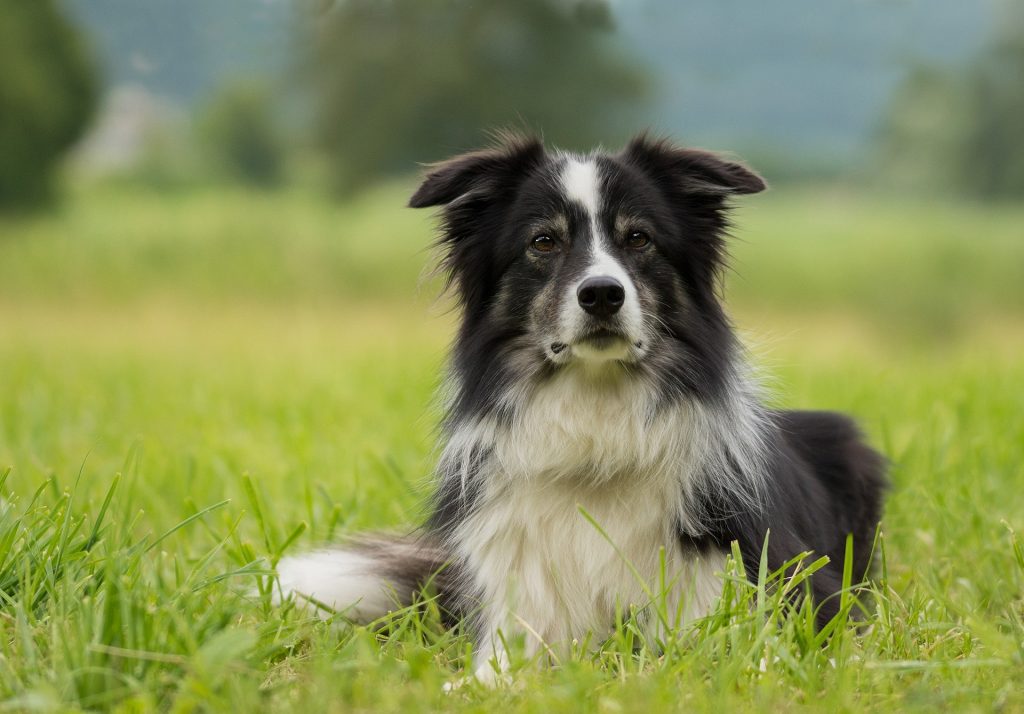 Border Collie: 30 mph (48 km/h)