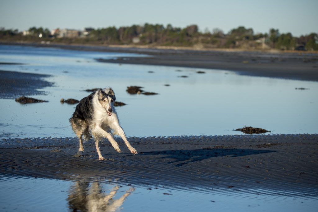 Borzoi: 36 mph (58 km/h)