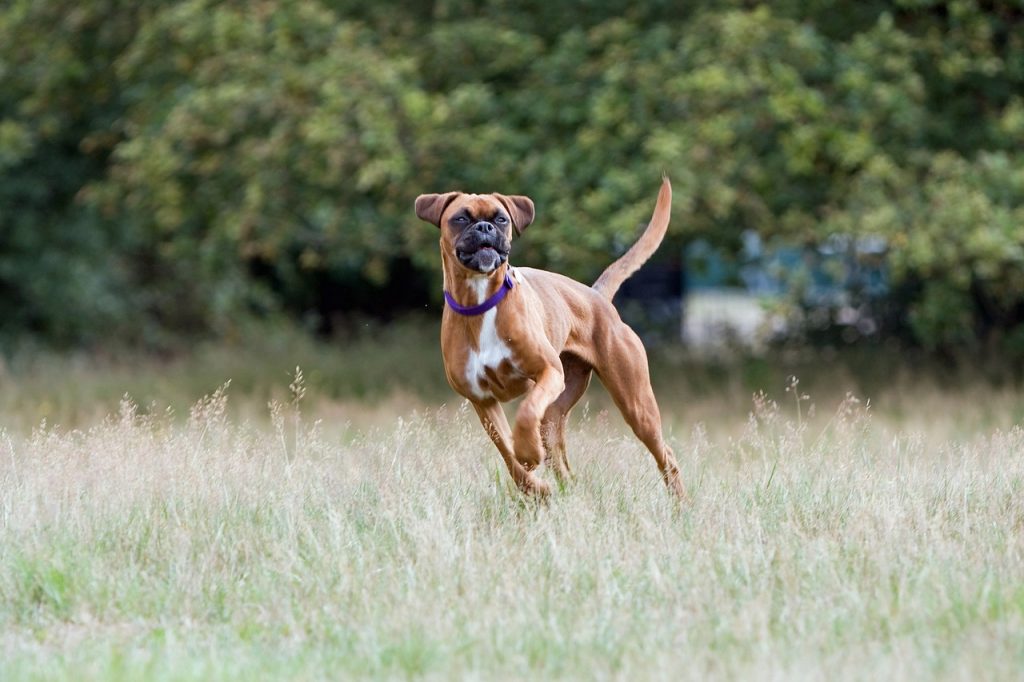 Boxer: 30 mph (48 km/h)