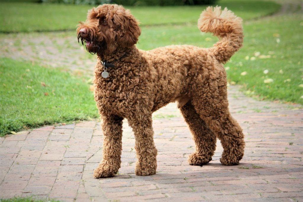 Nutritional Needs for Poodle Puppies