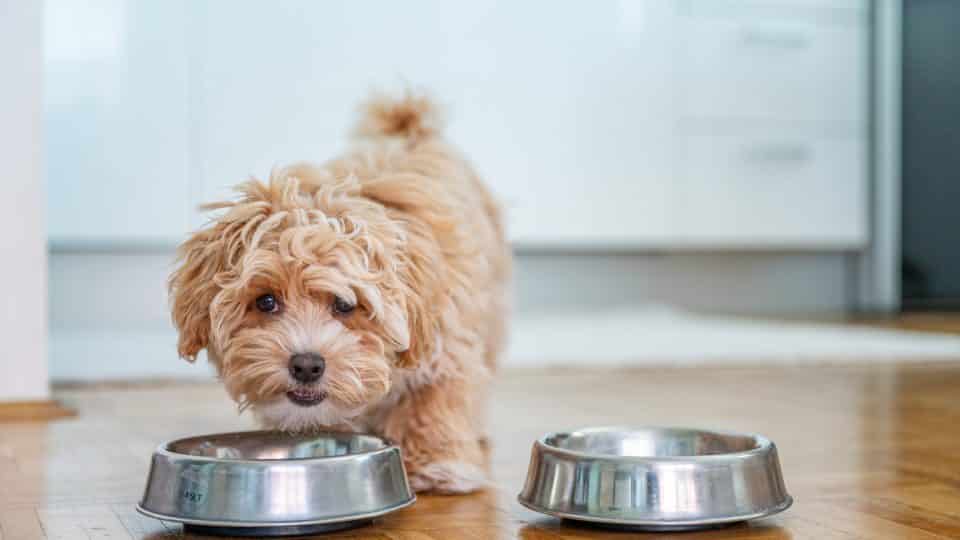 Transitioning Your Puppy to Adulthood: Changing Dog Foods