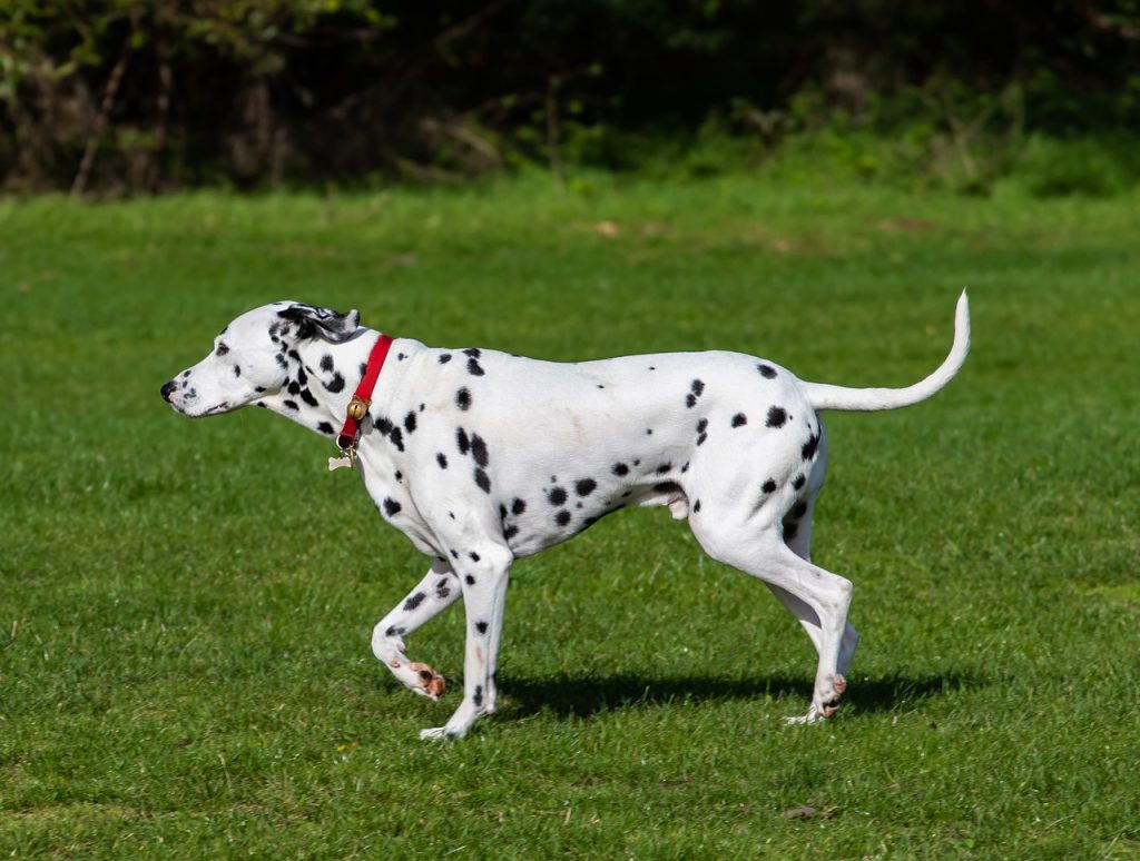 Dalmatian: 37 mph (60 km/h)