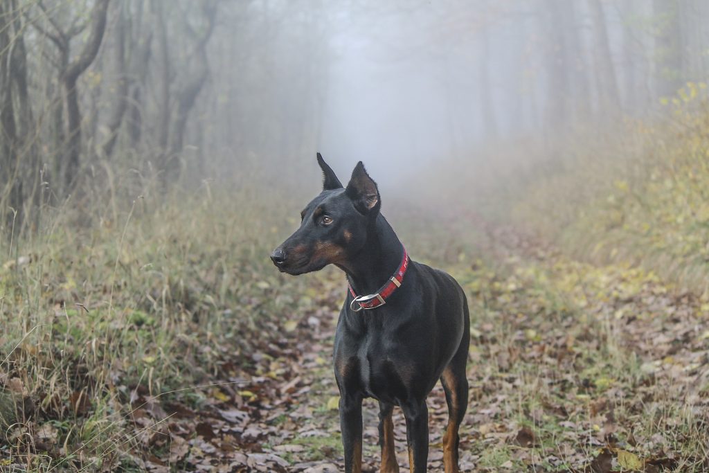 Doberman Pinscher: 35 mph (56 km/h)