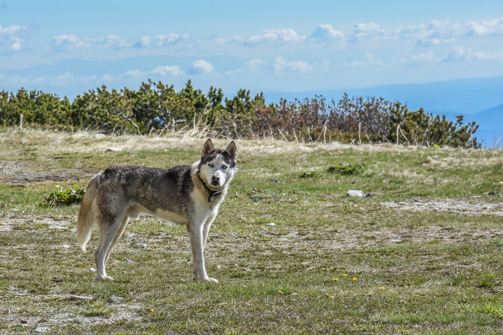 Alaskan Husky: 28 mph (45 km/h)