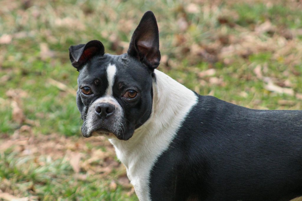 Boston Terrier: 28 mph (45 km/h)