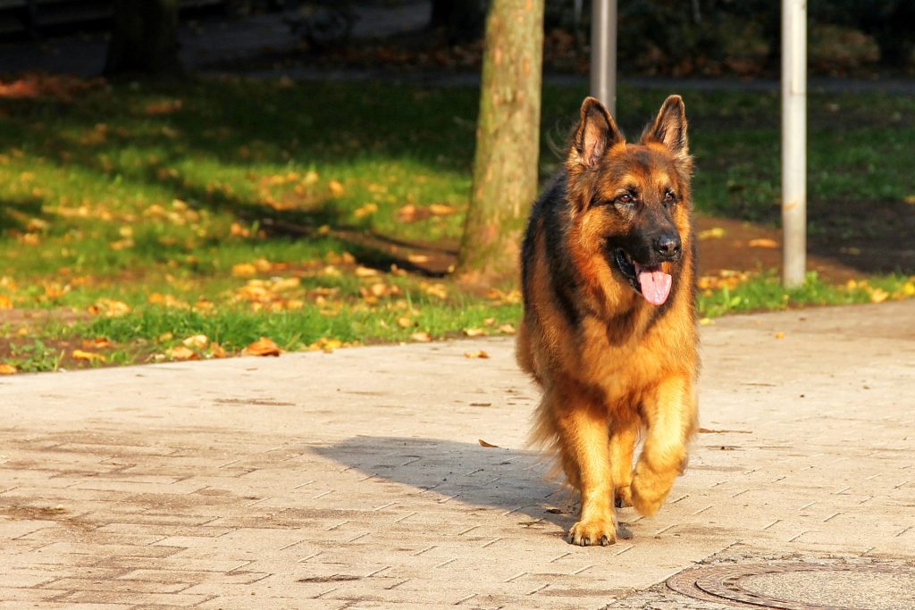 German Shepherd: 35 mph (56 km/h)