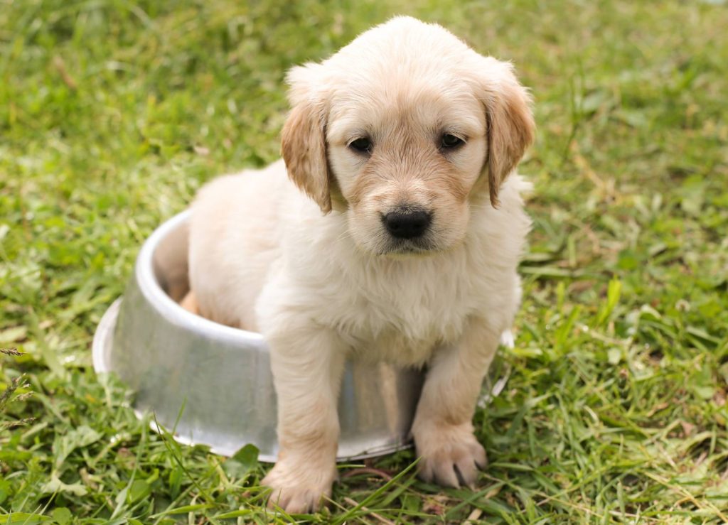 Tips for Integrating a Golden Retriever into Your Home