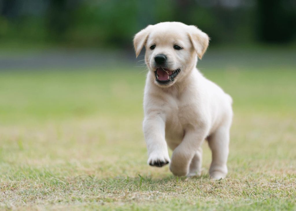 Care for Golden Retriever Puppies