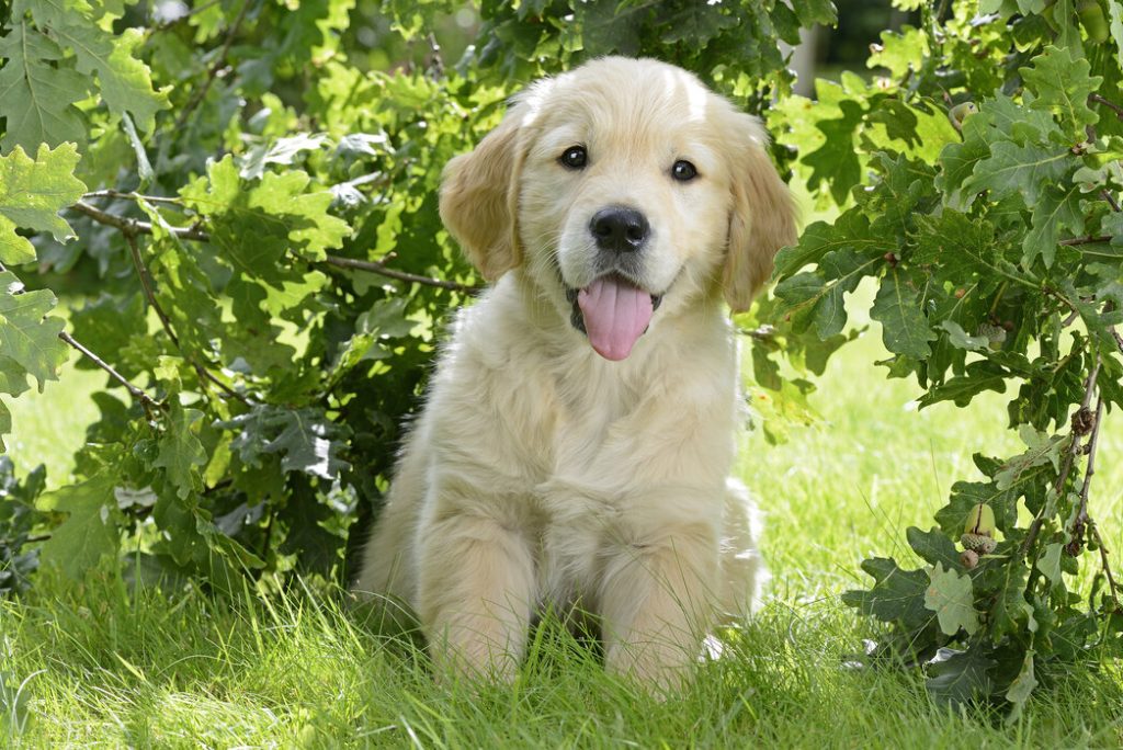 The personality of Golden Retriever Dogs