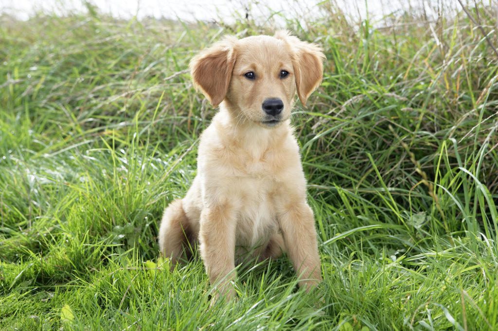 Characteristics of Golden Retriever Puppies