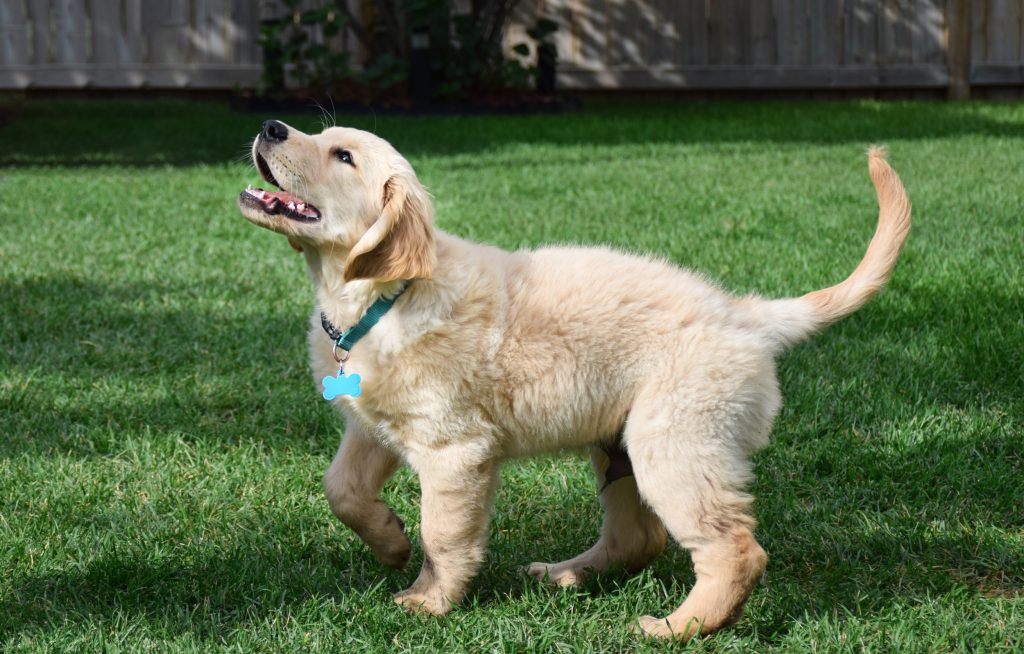 Training Tips for Golden Retrievers