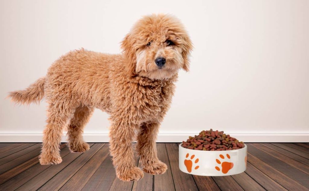 Supplements and Treats for Poodle Puppies