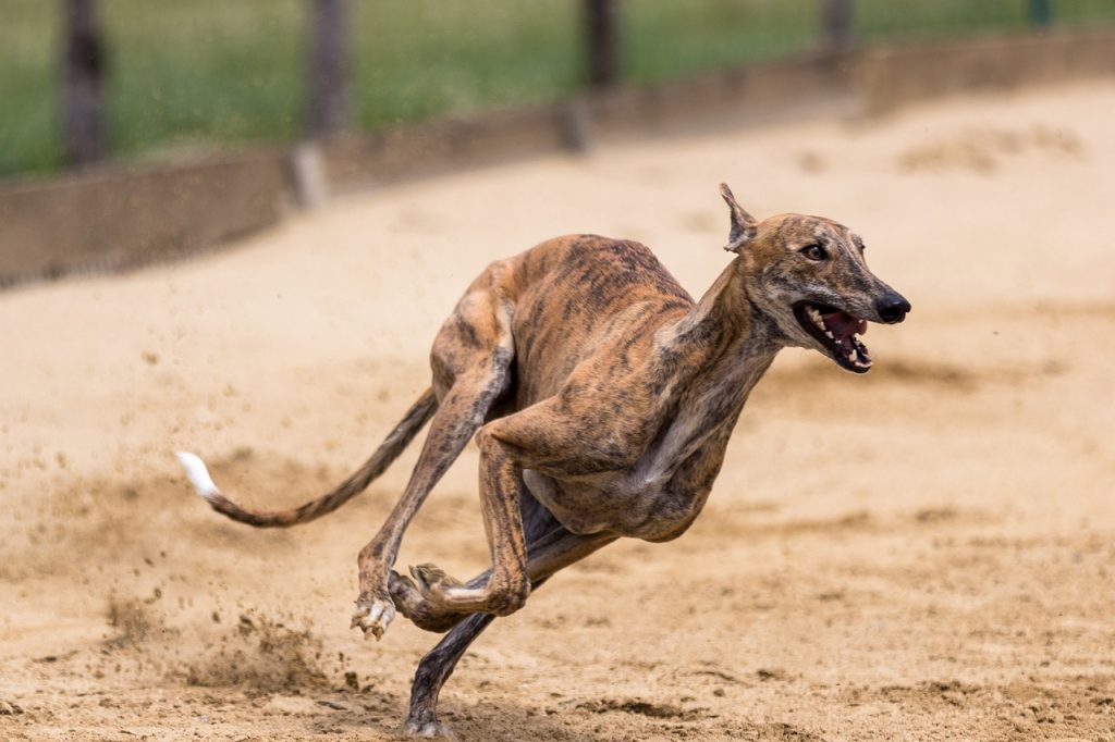 Greyhound: 45 mph (72 km/h)