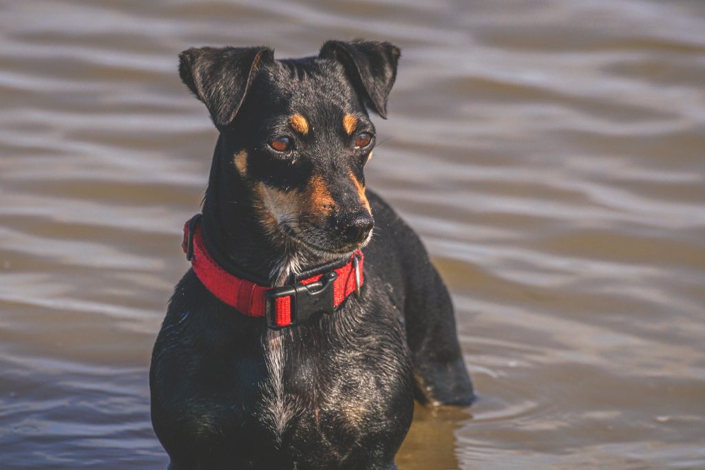 Jack Russell Terrier: 38 mph (61 km/h)