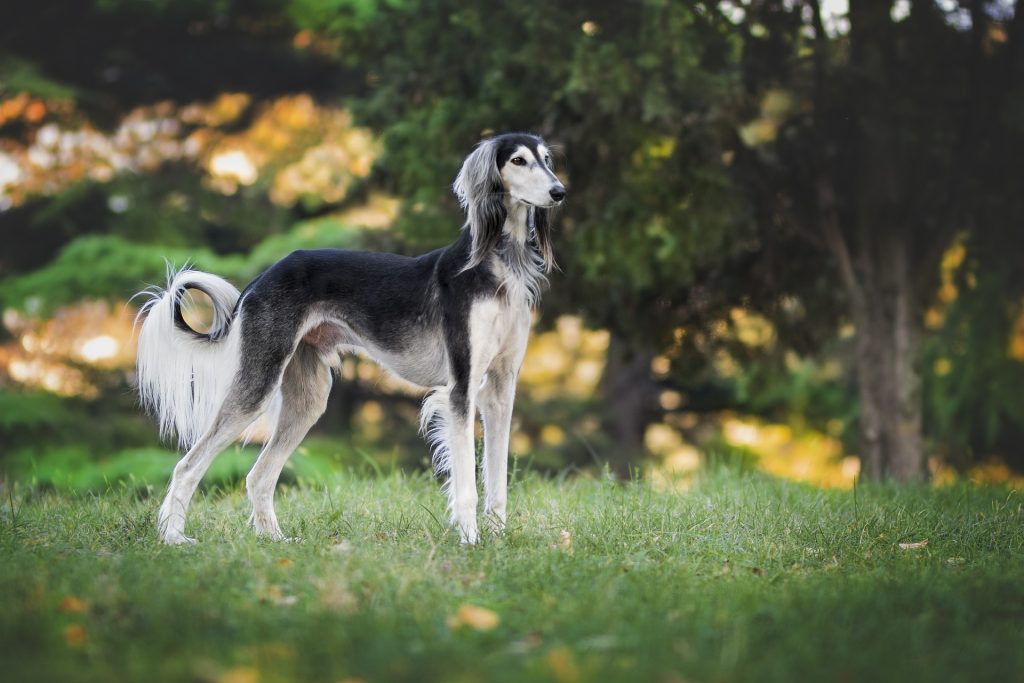 Saluki: 42 mph (68 km/h)