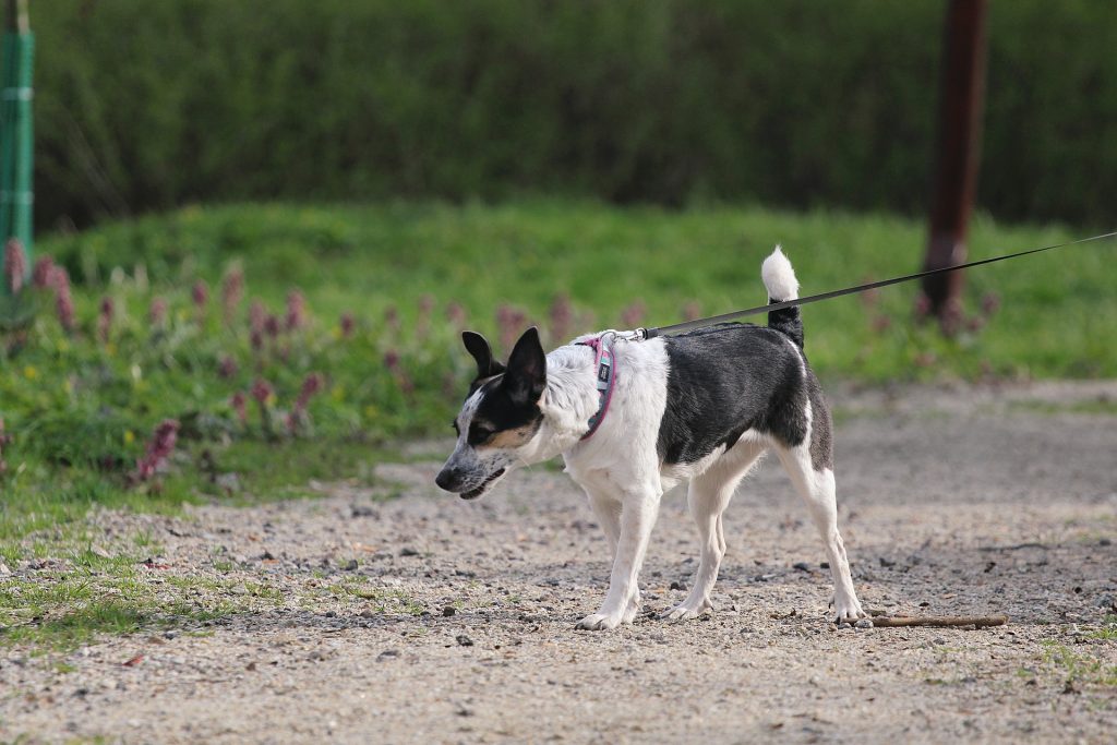 Rat Terrier: 27 mph (43 km/h)