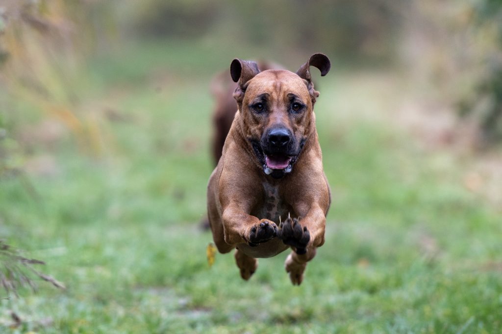 Rhodesian Ridgeback: 30 mph (48 km/h)