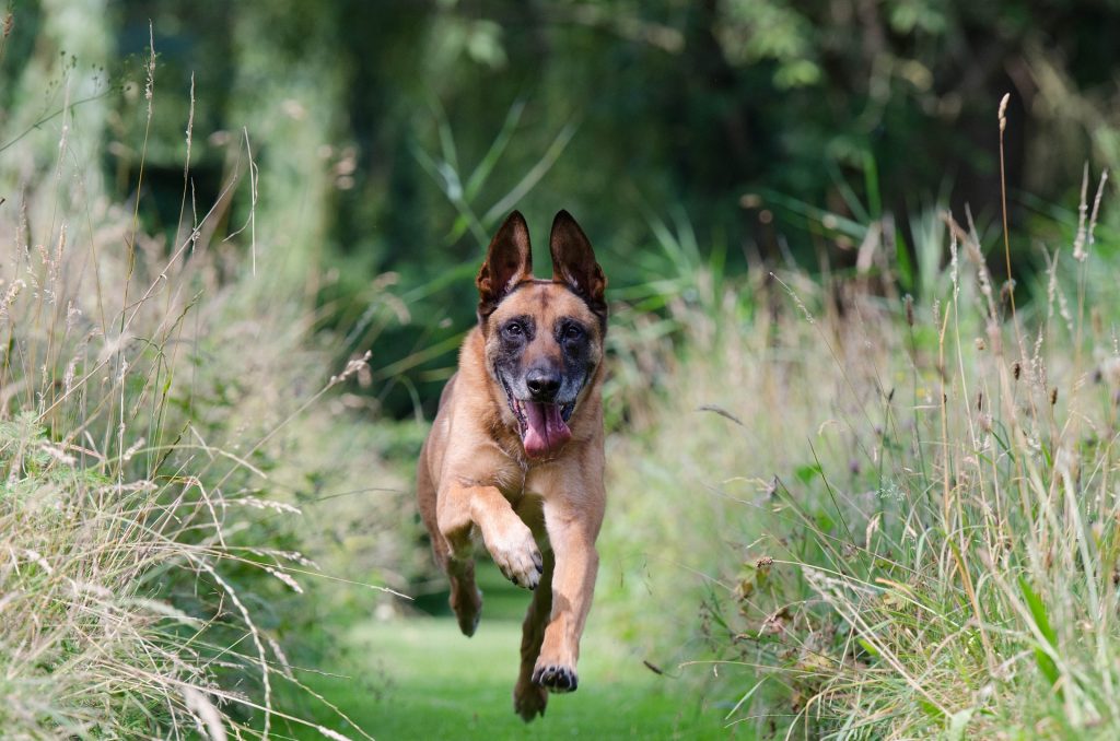 Belgian Malinois: 28 mph (45 km/h)