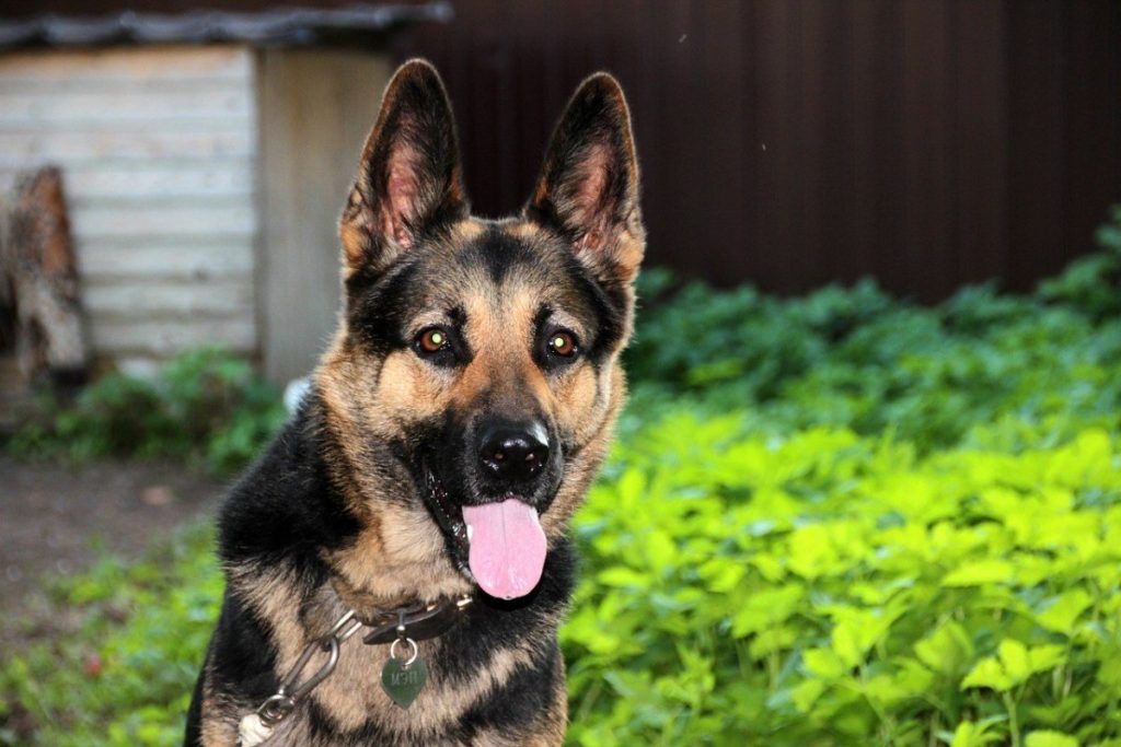 How to Monitor Your German Shepherd Pup's Weight