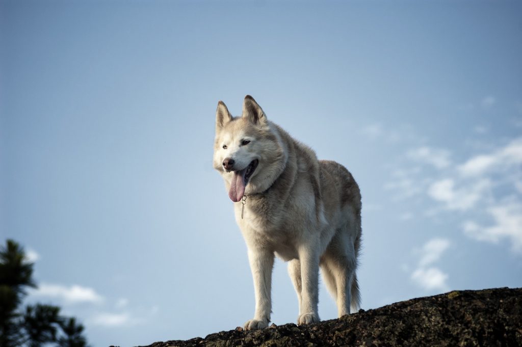 Siberian Husky: 28 mph (45 km/h)