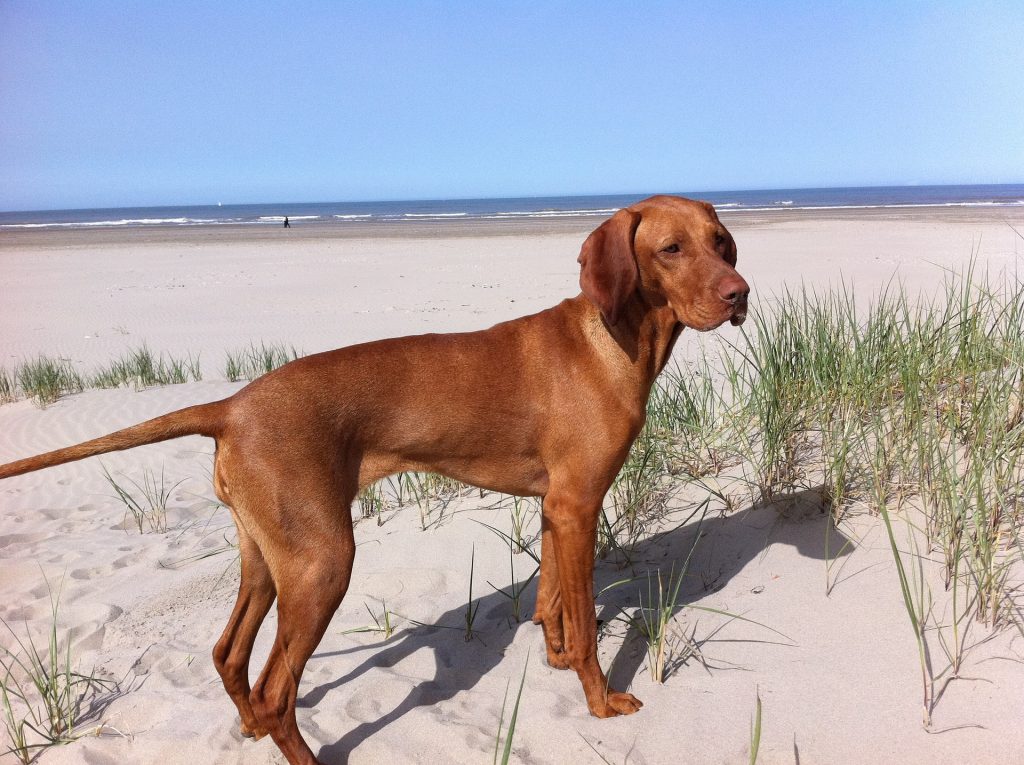 Vizsla: 40 mph (64 km/h)