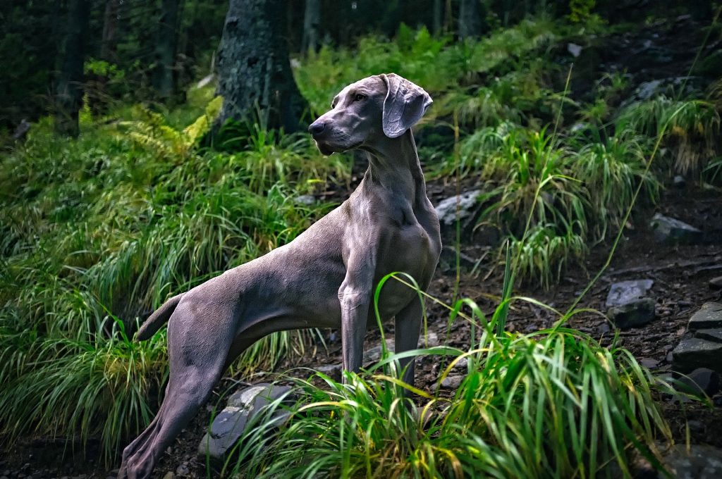 Weimaraner: 30 mph (48 km/h)