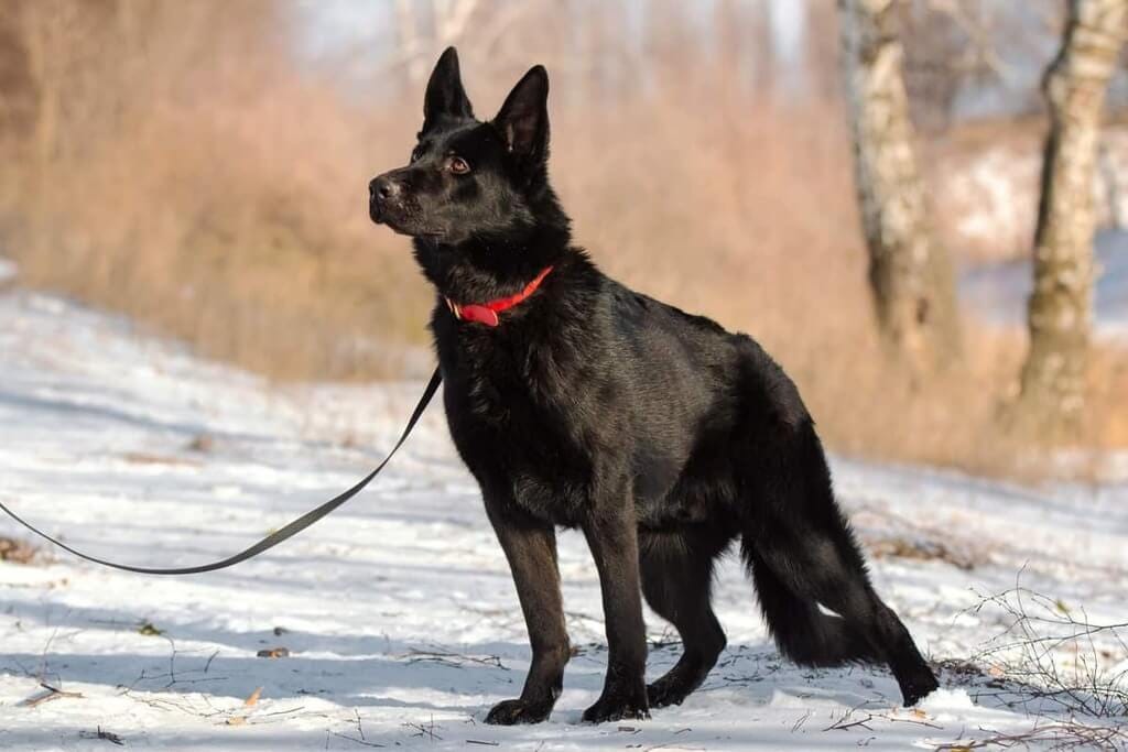 Common health problems of Black German Shepherd