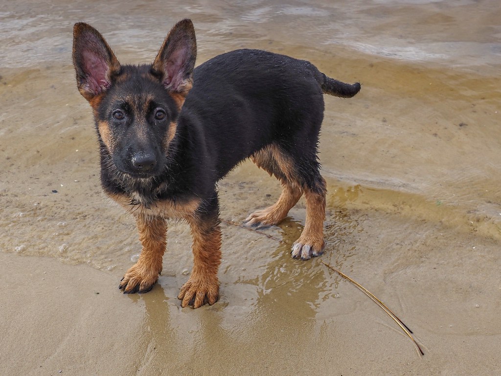 Supplements and Vitamins for German Shepherds