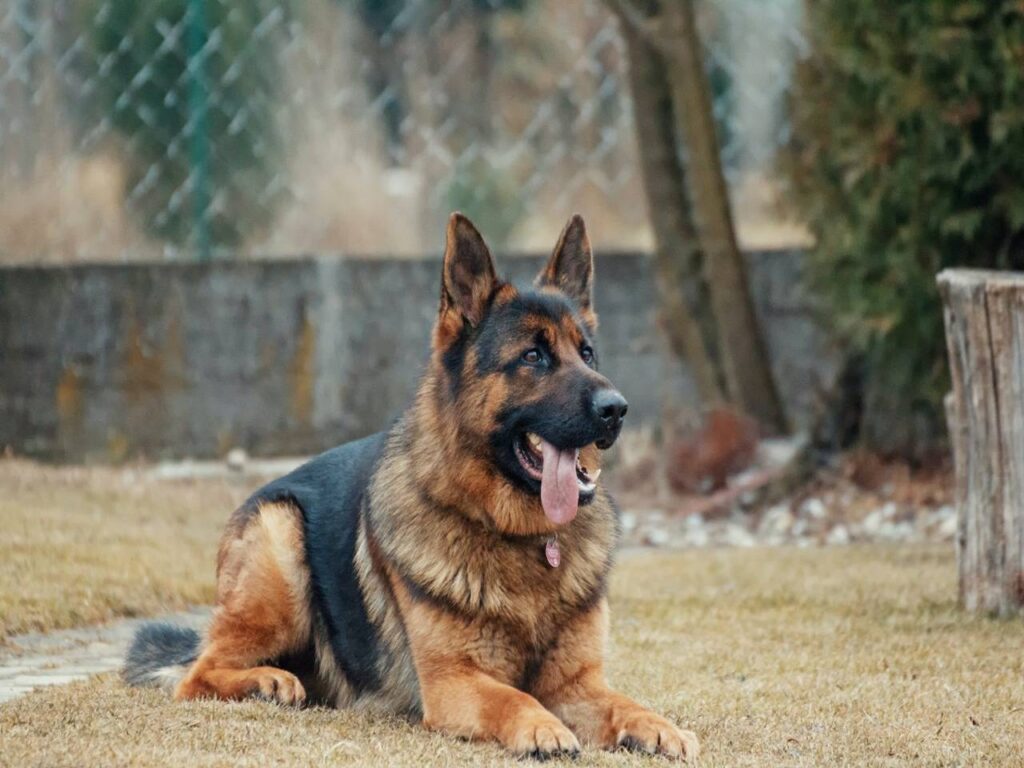 German Shepherds in a Show Line: