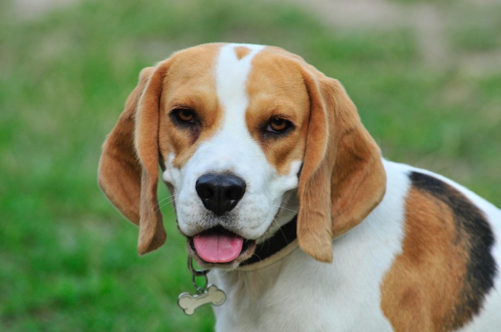 Exploring the Appearance of Beagles