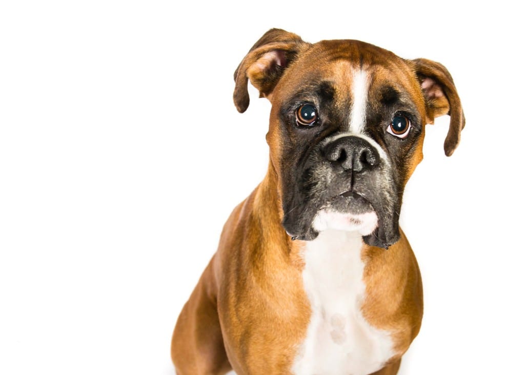 Best Boxer Puppy Food