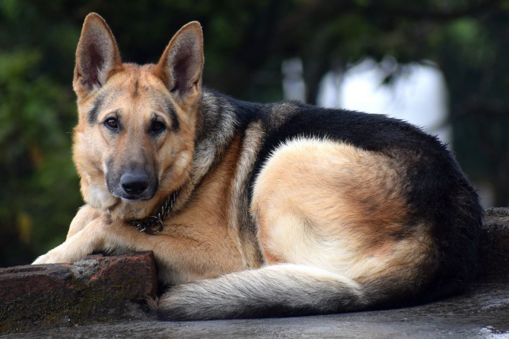 Types of German shepherd dogs