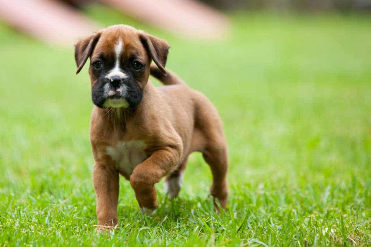 Puppy Food for Boxers 